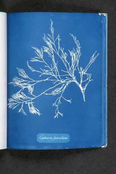 Cystoseira foeniculacea、「英国の藻類の写真：青写真の印象」から、1843-53年に出版 作： Anna Atkins