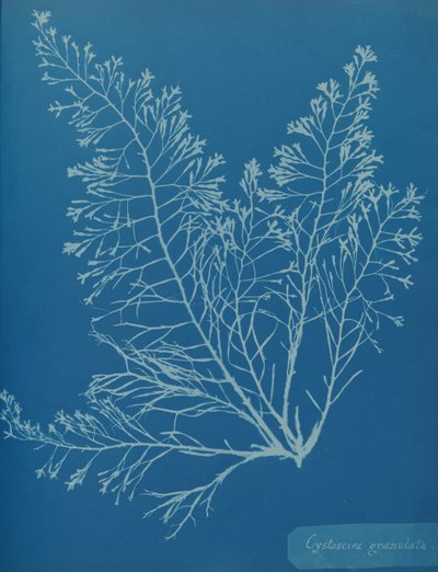 シストセイラ・グラニュラータ、ca. 1853年。 作： Anna Atkins