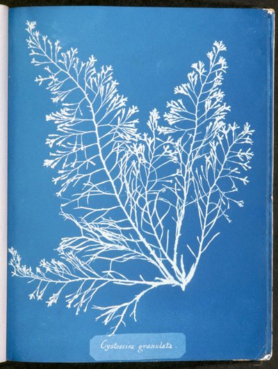 Cystoseira granulata、「イギリスの藻類の写真：シアノタイプの印象」、1843-53から公開 作： Anna Atkins