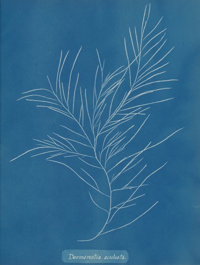 Desmarestia aculeata、カリフォルニア州。 1853年。 作： Anna Atkins