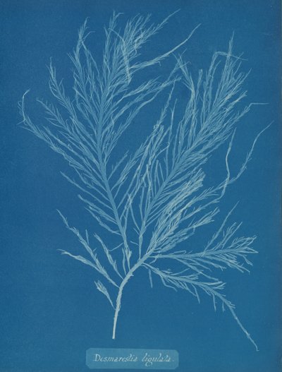 Desmarestia liqulata、カリフォルニア州。 1853年。 作： Anna Atkins