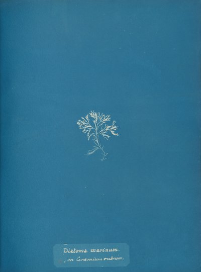 Ceranium rubrum 上の海産珪藻 1853年 作： Anna Atkins