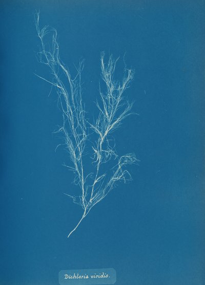 Dichloria viridis、カリフォルニア州。 1853年。 作： Anna Atkins