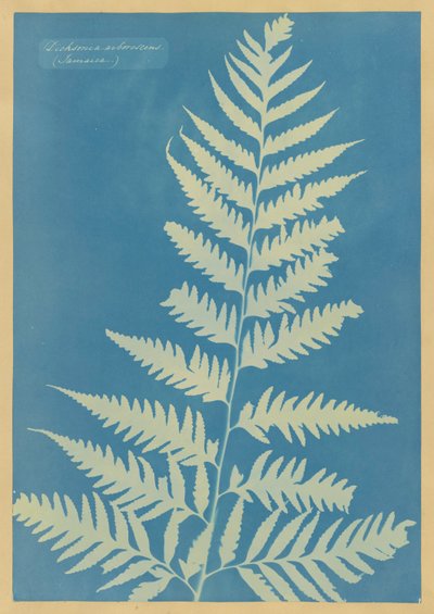 Dichsonia arborescens、ジャマイカ 作： Anna Atkins