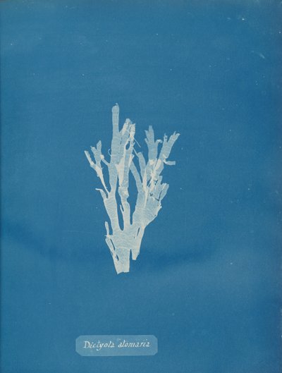 Dictyota atomaria、カリフォルニア州。 1853年。 作： Anna Atkins