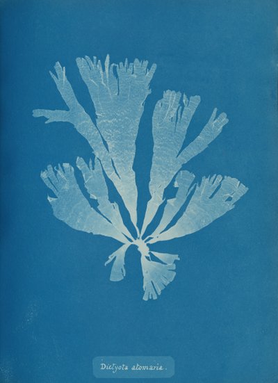 Dictyota atomaria、カリフォルニア州。 1853年。 作： Anna Atkins