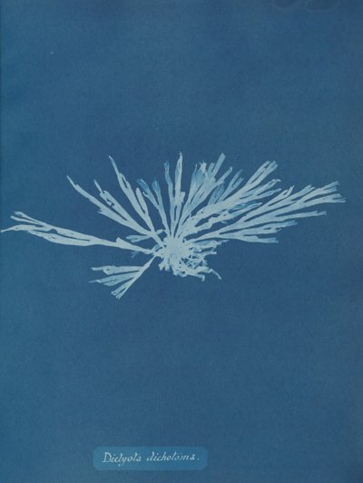 Dictyota dichotoma、ca。 1853年。 作： Anna Atkins