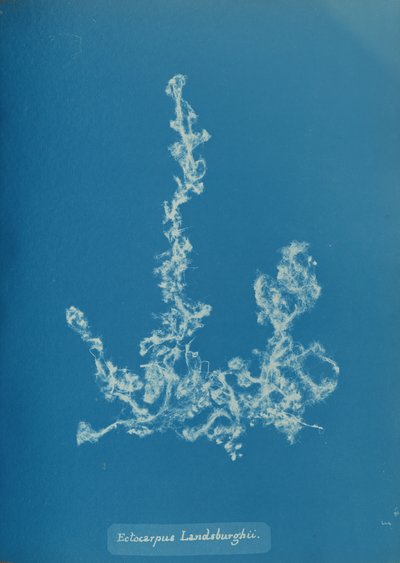Ectocarpus Landsburghii、カリフォルニア州。 1853年。 作： Anna Atkins