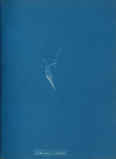 Ectocarpus amphibius、カリフォルニア州。 1853年。 作： Anna Atkins