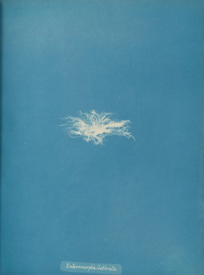 Enteromorpha clathrata、カリフォルニア州。 1853年。 作： Anna Atkins