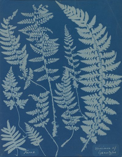 シダ。 シアノタイプの標本 作： Anna Atkins
