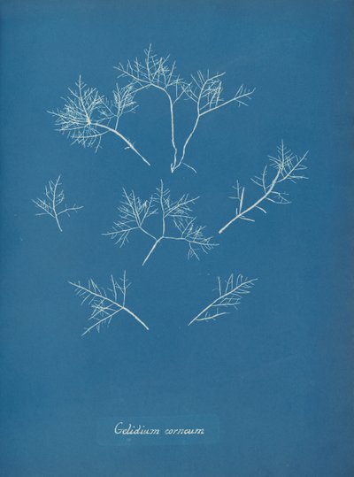 角膜霜、約。 1853年 作： Anna Atkins