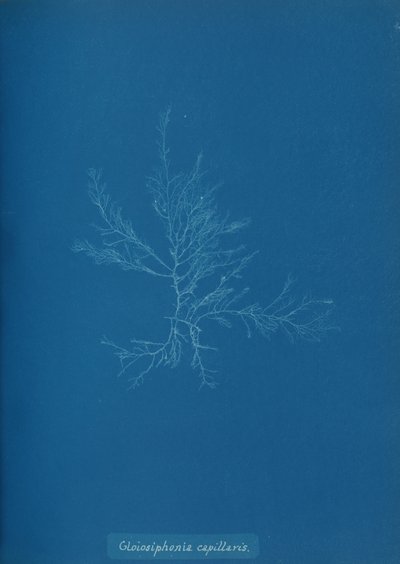 Gloisiphonia capillaris、ca。 1853年。 作： Anna Atkins