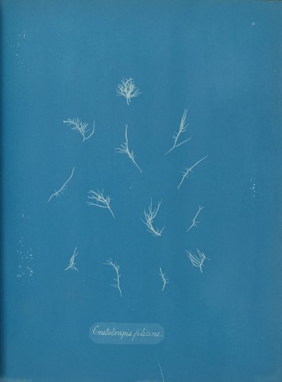 グラテロウピア フィリチーナ、カリフォルニア州。 1853年。 作： Anna Atkins