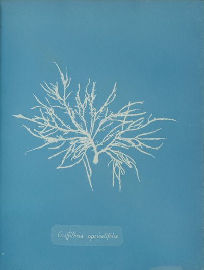 Griffithsia equisetifolia、カリフォルニア州。 1853年。 作： Anna Atkins