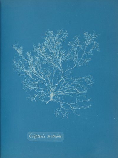 Griffithsia multifida、カリフォルニア州。 1853年。 作： Anna Atkins