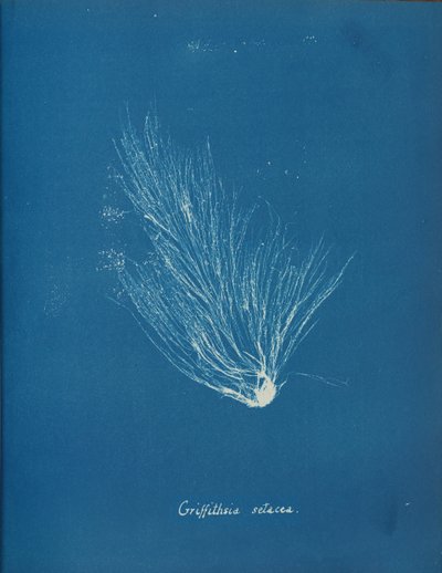 Griffithsia setacea、カリフォルニア州。 1853年。 作： Anna Atkins