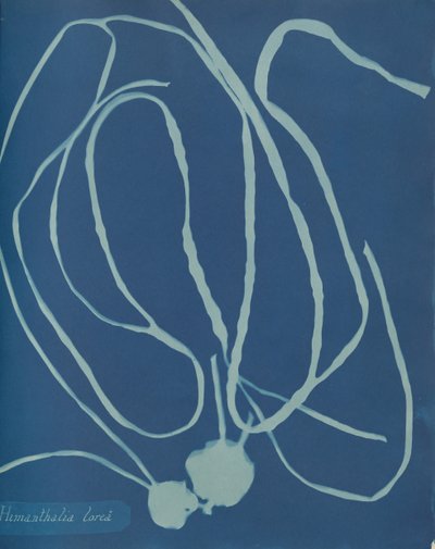 ヒマンタリアの花、カリフォルニア州。 1853年 作： Anna Atkins