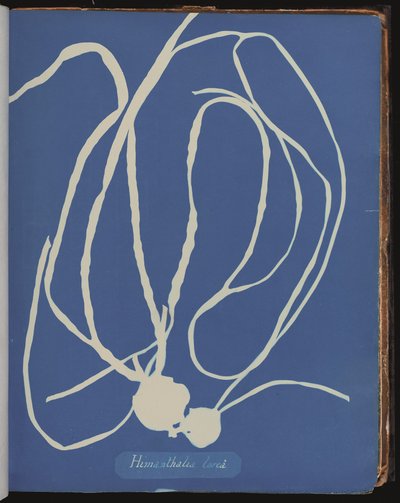 ヒマンタリア・ローレア（Photographs of British Algæより）（シアノタイプ 作： Anna Atkins