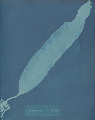 Laminaria saccharina、カリフォルニア州。 1853年。 作： Anna Atkins