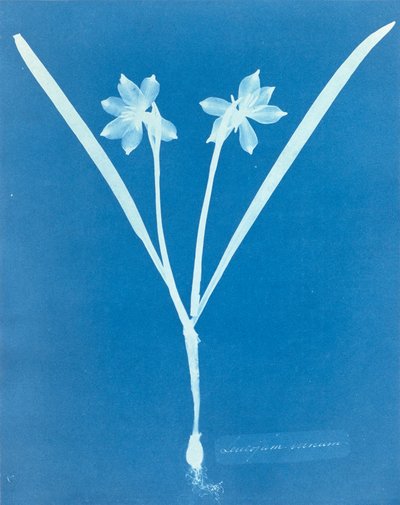 Leucojam Varium by Anna Atkins 作： Anna Atkins