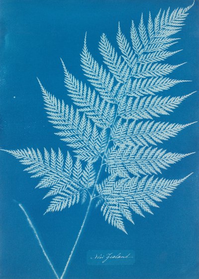 ニュージーランド 作： Anna Atkins