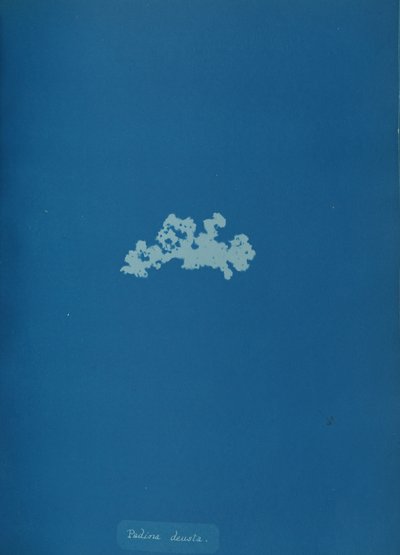 Padina deusta、カリフォルニア州。 1853年。 作： Anna Atkins