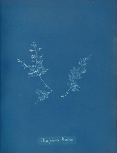ブロディのポリシフォニア、ca。 1853年 作： Anna Atkins