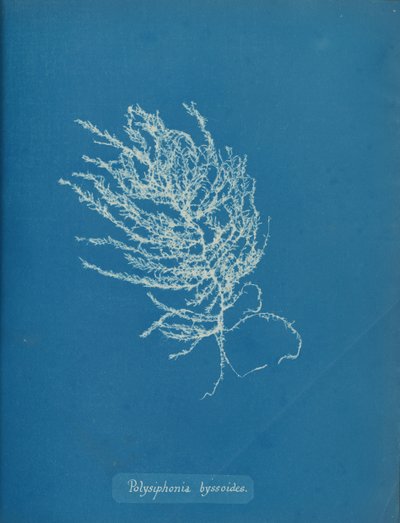 Polysiphonia byssoides、ca。 1853年。 作： Anna Atkins