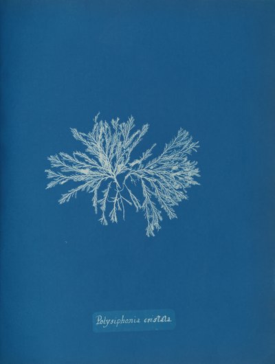 ポリシフォニア・クリスタータ、カリフォルニア州。 1853年。 作： Anna Atkins