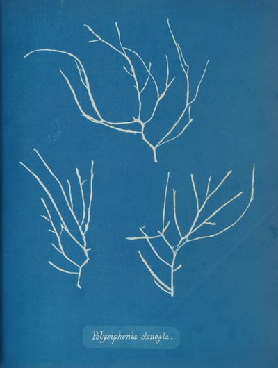 Polysiphonia elongata、カリフォルニア州。 1853年 作： Anna Atkins