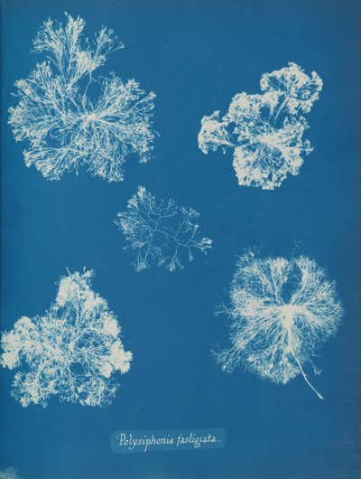 Polysiphonia fastigiata、約。 1853年。 作： Anna Atkins
