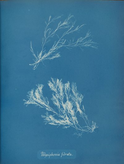 Polysiphonia fibrata、カリフォルニア州。 1853年。 作： Anna Atkins