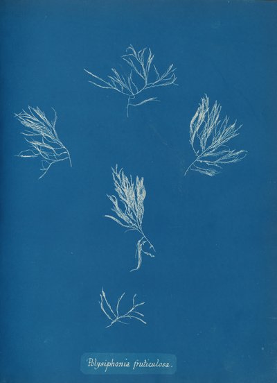 Polysiphonia fruticulosa、カリフォルニア州。 1853年。 作： Anna Atkins