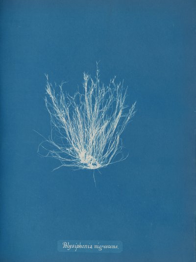 Polysiphonia nigrescens、カリフォルニア州。 1853年 作： Anna Atkins