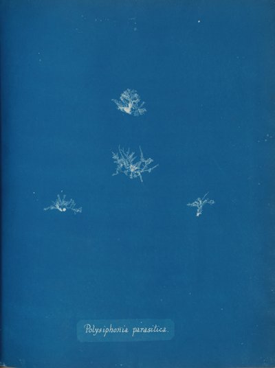 ポリシフォニア パラシチカ 1853年。 作： Anna Atkins
