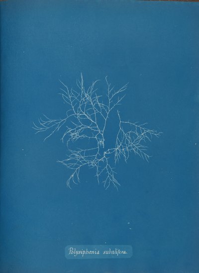 ポリシフォニア・サブリフェラ 1853年。 作： Anna Atkins