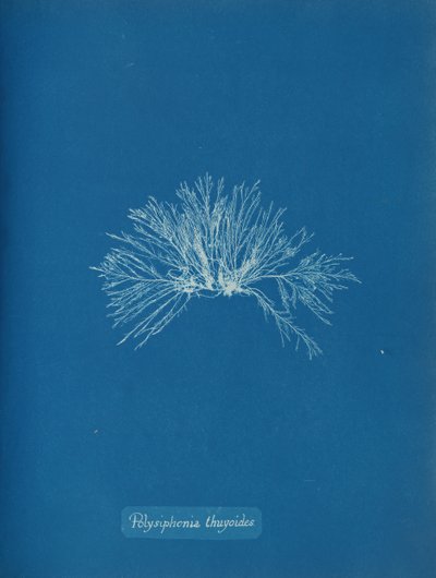 Polysiphonia thuyoides、ca。 1853年。 作： Anna Atkins