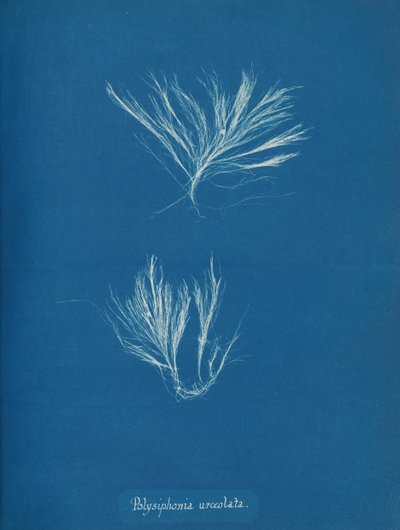 Polysiphonia urceolata、カリフォルニア州。 1853年。 作： Anna Atkins