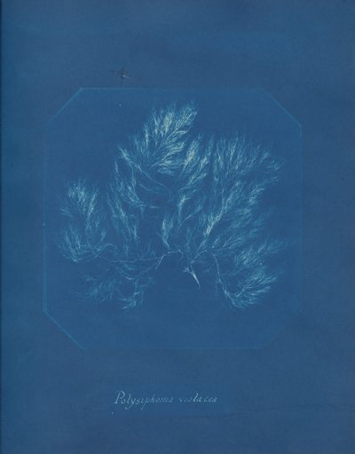 Polysiphonia violacea、カリフォルニア州。 1853年。 作： Anna Atkins