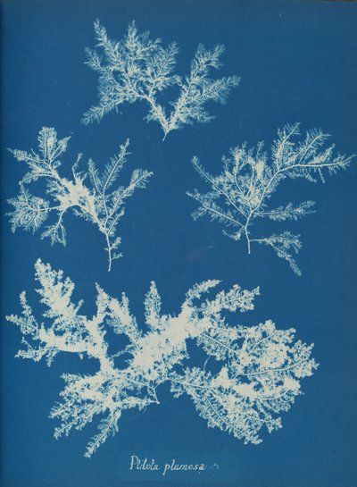 Ptilota plumosa、カリフォルニア州。 1853年。 作： Anna Atkins