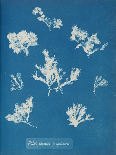 プティロタ・プルモサ。 ß 毛細血管、約。 1853年。 作： Anna Atkins