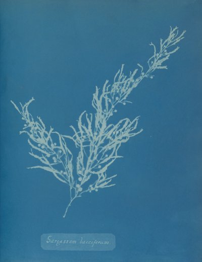 Sargassum bacciferum、カリフォルニア州。 1853年。 作： Anna Atkins