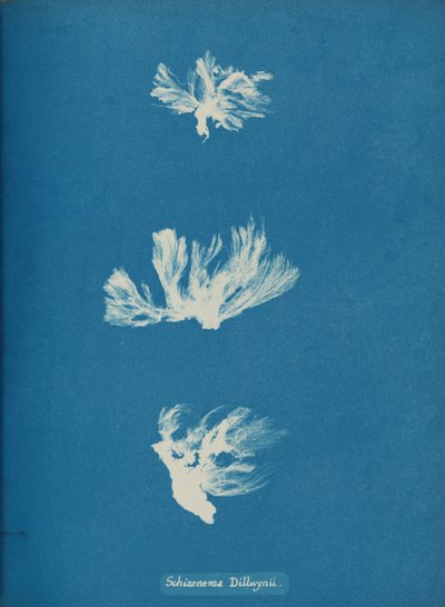 シゾネマ・ディルウィニー、カリフォルニア州。 1853年。 作： Anna Atkins