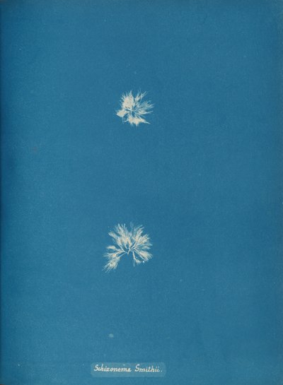 シゾネマ・スミシー、カリフォルニア州。 1853年。 作： Anna Atkins