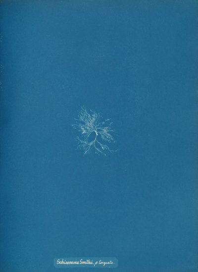 Schizonema Smithii, ß torqata, ca. 1853年。 作： Anna Atkins