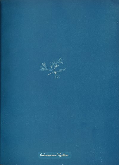 Schizonema Wyattiæ、カリフォルニア州。 1853年。 作： Anna Atkins