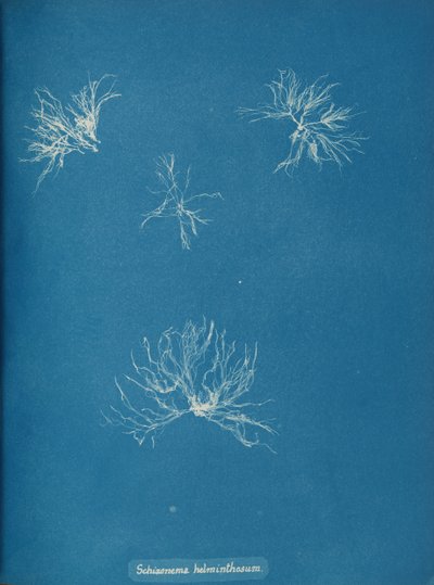 シゾネマ・ヘルミントサム、カリフォルニア州。 1853年。 作： Anna Atkins