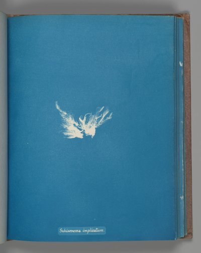 スキゾネマ複合体、カリフォルニア州。 1853年 作： Anna Atkins