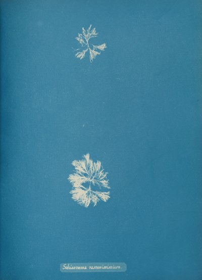 Schizonema ramosissimus、カリフォルニア州。 1853年 作： Anna Atkins